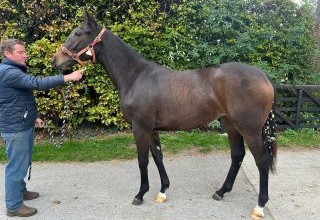 Christmas Fantasy 2026