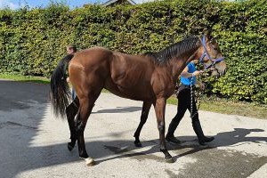 Morecambe Bay Boy 2026